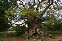 Kvilleken - Die älteste und mächtigste Eiche Schwedens