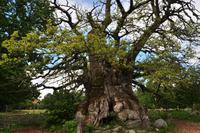 Kvilleken - Die älteste und mächtigste Eiche Schwedens