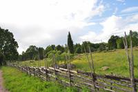 Kvilleken - Die älteste und mächtigste Eiche Schwedens