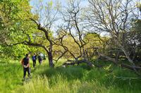 Maulbeerwald auf Visingsö