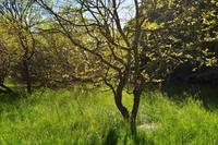 Maulbeerwald auf Visingsö