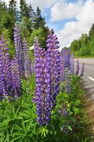 Lupinen - Grönåsens Älgpark bei Kosta (Elchpark)
