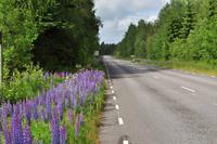 Grönåsens Älgpark bei Kosta (Elchpark)