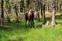 Grönåsens Älgpark bei Kosta (Elchpark)