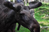 Grönåsens Älgpark bei Kosta (Elchpark)