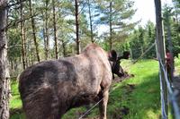 Grönåsens Älgpark bei Kosta (Elchpark)