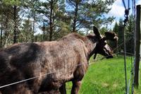 Grönåsens Älgpark bei Kosta (Elchpark)
