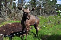 Grönåsens Älgpark bei Kosta (Elchpark)
