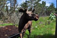 Grönåsens Älgpark bei Kosta (Elchpark)