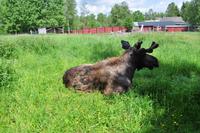 Grönåsens Älgpark bei Kosta (Elchpark)
