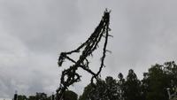 Mittsommerfeier im Skansen - Aufstellen der Mittsommerstange