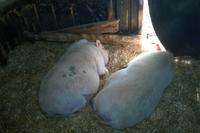 Hängebauchschweine beim Mittagsschlaf