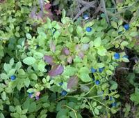 Auf in die Heidelbeeren!