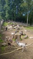 Ziegen im Elchpark