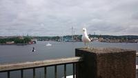 Möwe in Stockholm