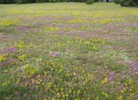 Buntes Djupvik auf Gotland