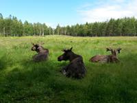 Gronasens_Elchpark (1)