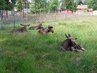 Gronasens_Elchpark (4)