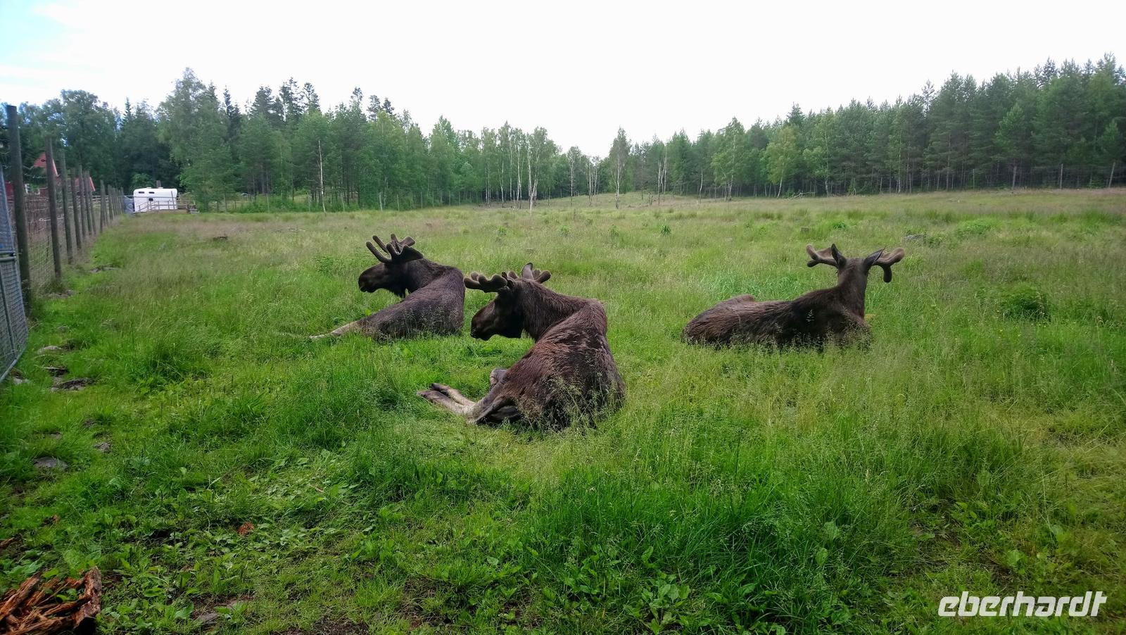 Im Elchpark3