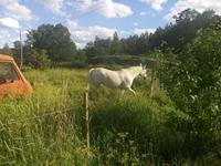 Ein weisser Reitelch