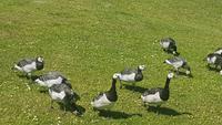 Wildgänse