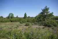 Öland_Möckelmossen (1)