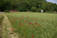 Vättern_Alvestra_Kloster (6)