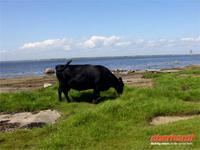 An der Südspitze Ölands