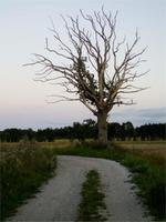 Stilleben auf Gotland