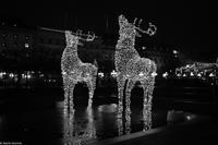 Winterliches Stockholm - Rentiere