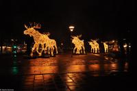 Winterliches Stockholm - Elche