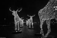 Winterliches Stockholm - Elche