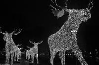 Winterliches Stockholm - Elche