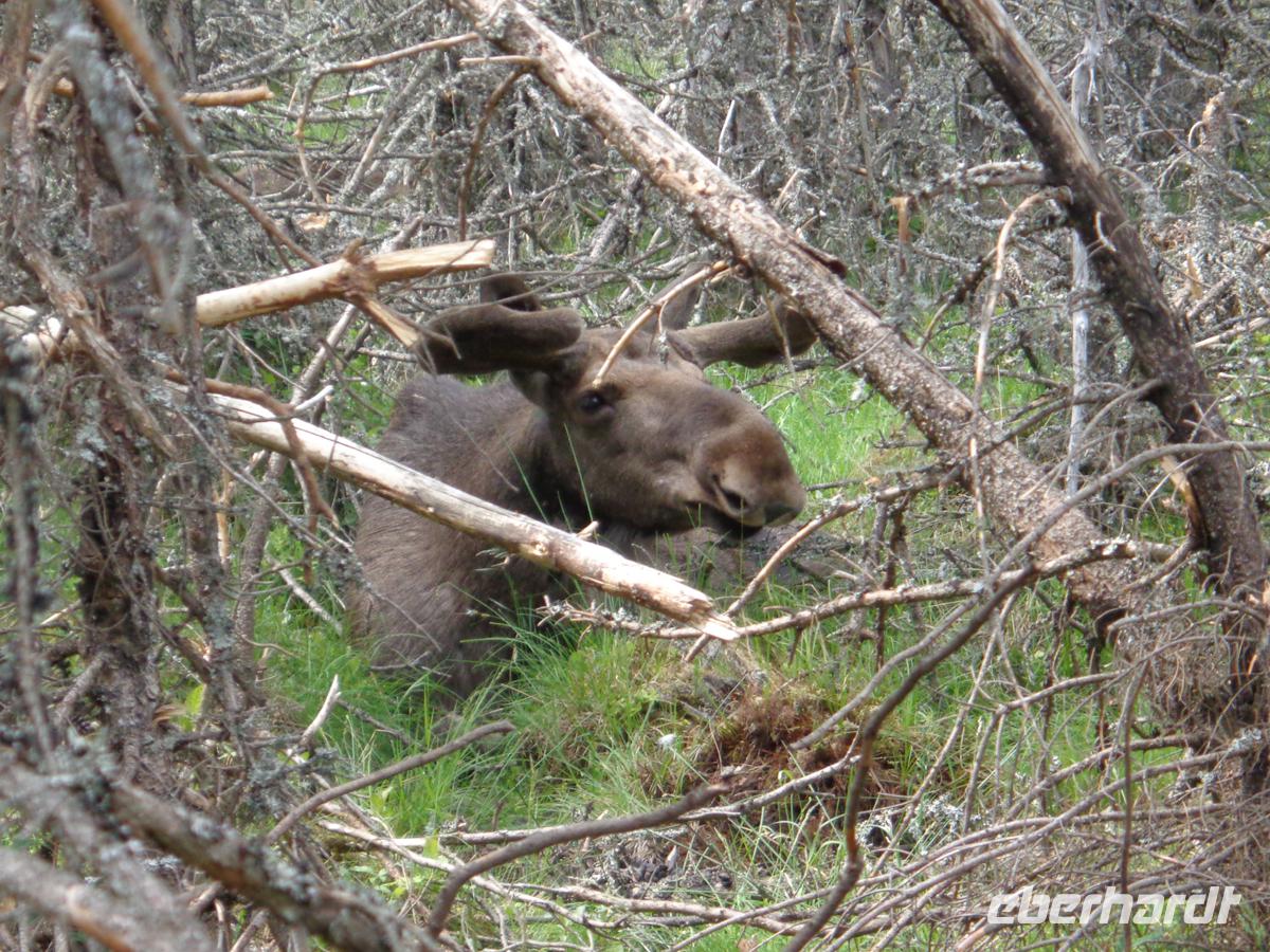 Im Gronäsens Elchpark