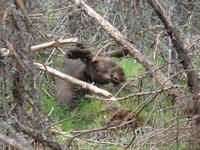 Im Gronäsens Elchpark