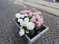 Blumenschmuck in Stockholm