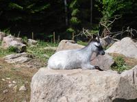 Grönase_Elchpark (1)