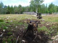 Grönase_Elchpark (4)