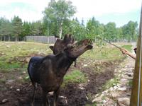 Grönase_Elchpark (5)