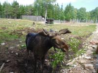 Grönase_Elchpark (6)