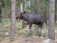 Grönase_Elchpark (8)