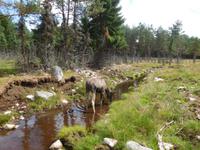 Grönase_Elchpark (9)