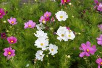 128 Schloss Drottningholm, Blumenrabatte