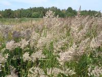 Wogende Gräser auf Eckerö