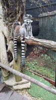 Skansen Stockholm Lemur Affen