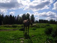 Elche in Grönasens Älgpark