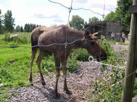 Elche in Grönasens Älgpark