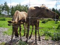Elche in Grönasens Älgpark