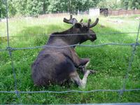 Elche in Grönasens Älgpark