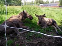 Elche in Grönasens Älgpark